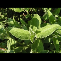 Cistus creticus subsp Creticus (fam Cistacees) (Europe meridionale, Afr. du nord-ouest) (4)